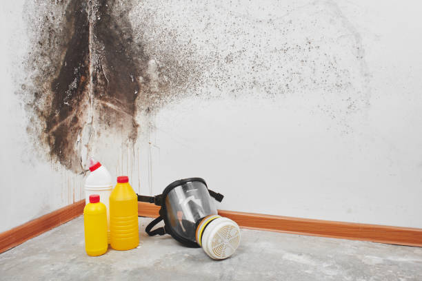 Mold Testing and Removal in New Franklin, OH