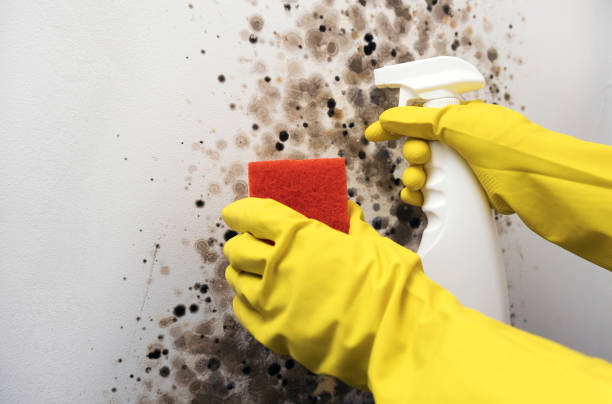 Best Affordable Mold Removal  in New Franklin, OH