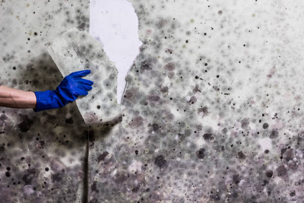Best Water Damage Restoration  in New Franklin, OH