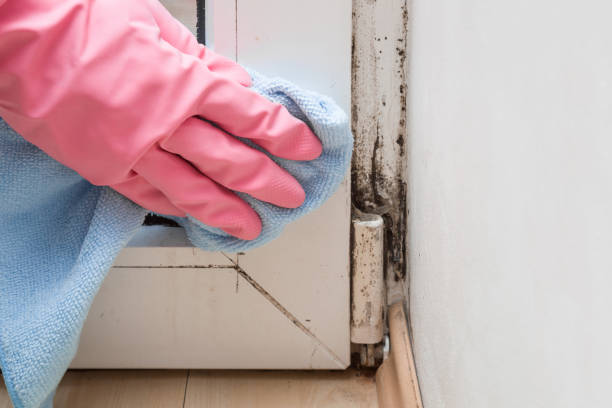 Best Toxic Mold Removal  in New Franklin, OH